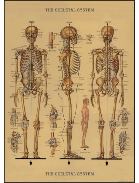 Affiche Squelette