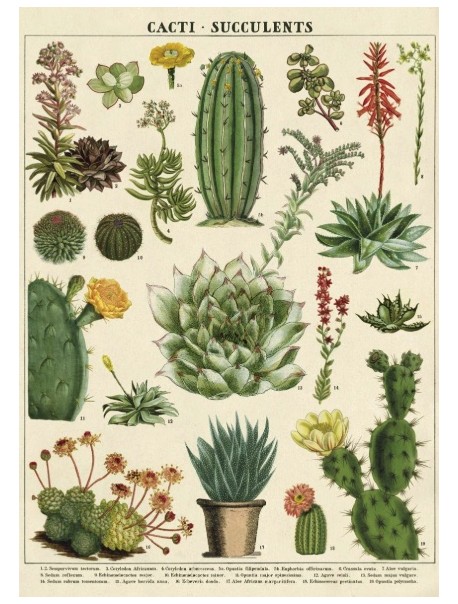 Affiche -Cacti-succulents